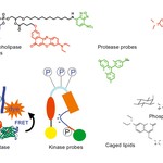 Several reporter and modulator molecules