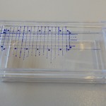 LabTek dish with marked spots.