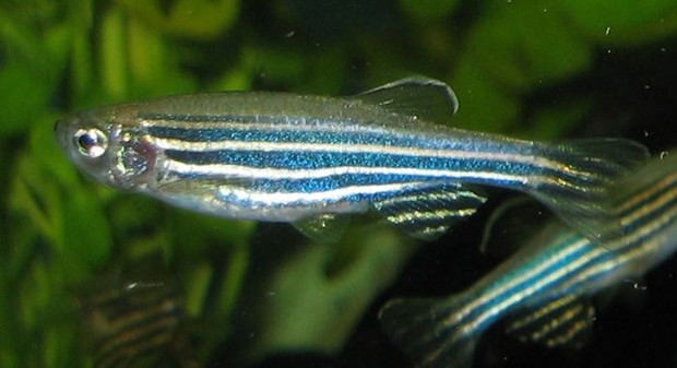 Zebrafish (Wikipedia).