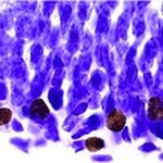 A research team based at Princeton University