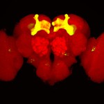 Brain of the “Drosophila melanogaster” fruit fly