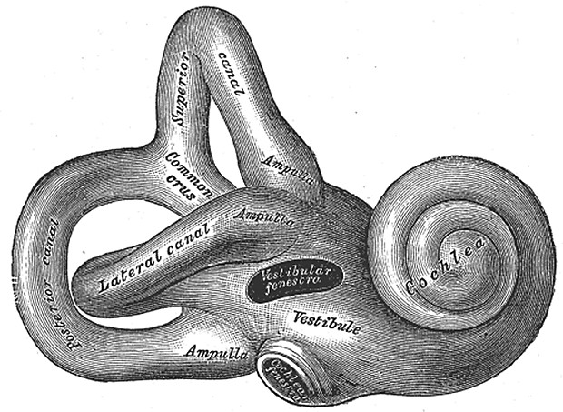 Right osseous labyrinth; Lateral view. (Wikipedia).
