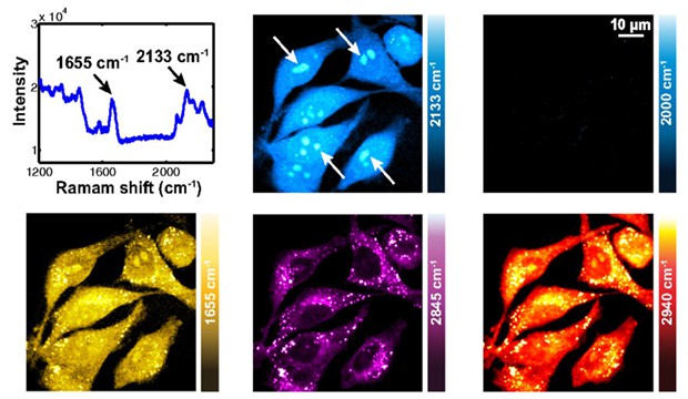 Figure 3 from the original article (modified).