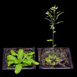 Arabidopsis flowers at various temperatures at various times. Left: 16 C, right: 23 C (MPI for Developmental Biology, Schmid).