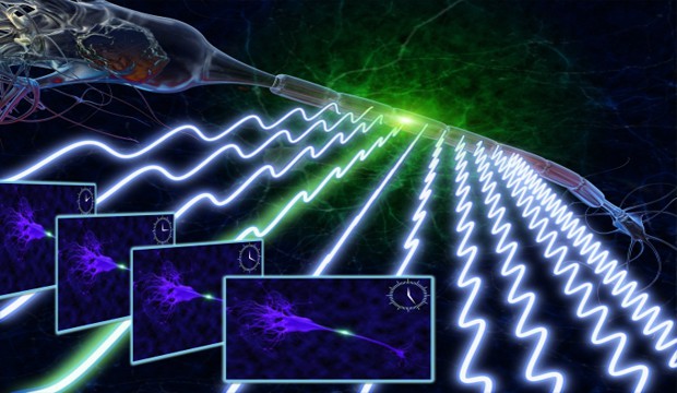 Artist's conception of an action potential propagating along a neuron, as imaged by the FIRE camera (UCLA).