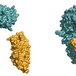 LLR domain of the receptor BRI1 (blue).