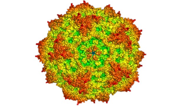 Computer-generated representation of parvovirus H-1, Antonio Marchini, German Cancer Research Center (DKFZ).