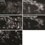 The top four images were acquired with a line-scanning confocal microscope