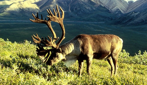 Reindeer (Wikipedia).