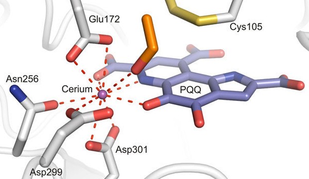 The methanol dehydrogenase of the bacterium Methylacidiphilum fumariolicum uses the rare earths metal cerium (Ce) as co-factor.