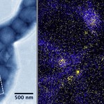 A bacterium builds its compass needle