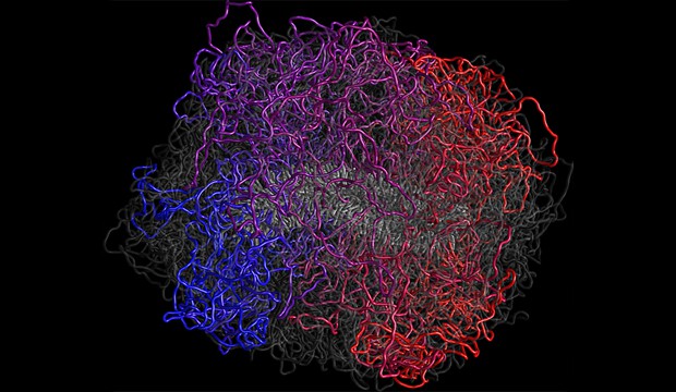 A model of human mitotic chromosome. The chromosome is composed of a flexible scaffold and a system of loops (red, magenta, blue) - Ilimakaev M., Fudenberg G., Naumova N., Dekker J. and Mirny L. 
