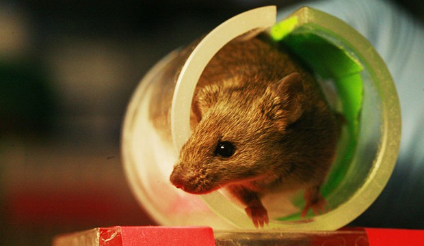 Lab mouse (Wikimedia Commons).