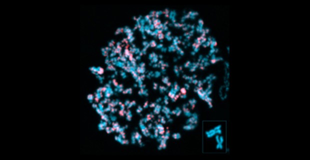 The scientists were able to visualize the process of DNA replication and damage directly in cells with an unprecedented detail (University of Copenhagen).