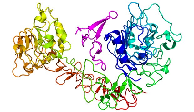 Extracellular domain of Epidermal growth factor receptor (the oncogene that was studied) in complex with EGF (Wikipedia).