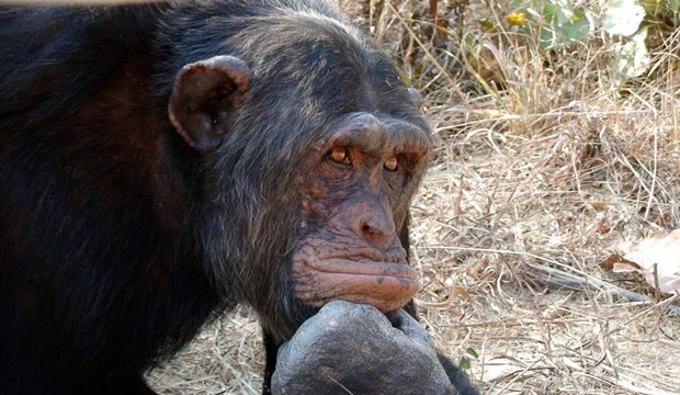 Peanuts over popularity -while chimpanzees do not readily change their behaviour under majority influences, they may change behaviour, when it would maximise their payoffs (MPI for Psycholinguistics).
