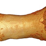The high-quality genome sequence was generated from this small Neandertal toe bone (B. Viola, MPI for Evolutionary Anthropology).