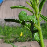 The caterpillars of the tobacco hornworm feed on the leaves of wild tobacco plants. They use the plants' defence mechanism for their own purposes to deter spiders (P. Kumar, MPI f. Chemical Ecology).