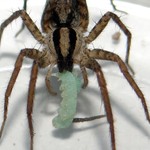 The wolf spider Camptocosa parallela actively hunts its prey. In contrast to other predators of the caterpillars it is deterred by the nicotine in the larvae's breath (P. Kumar, MPI f. Chemical Ecology).