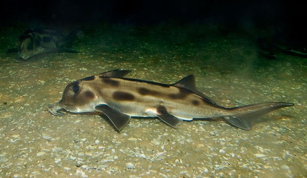 Elephant shark (Fir0002/Flagstaffotos).