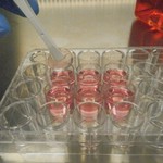 A synthetic scaffold structure similar to the bone is placed into a vessel for the cultivation of stem cells (C. Lee-Thedieck, KIT).