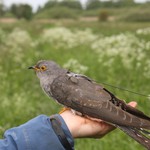 The mini-transmitter on the back of the cuckoo accounts for less than five percent of his body weight. It radios its data every two days for ten hours (M. Willemoes, Natural History Museum of Denmark).