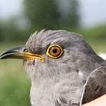 The cuckoo is a long distance traveller who, above all, flies at night. In Germany, most birds arrive in their breeding grounds in April. In August, they start their journey to Africa (M. Willemoes, Natural History Museum of Denmark).