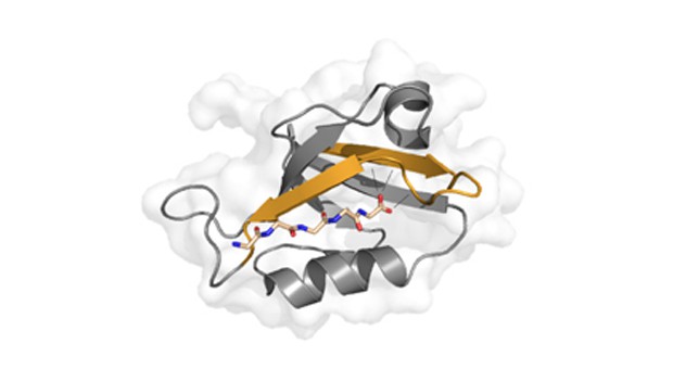 Properties of proteins can be radically altered by redesigning their chemical structure (press release).