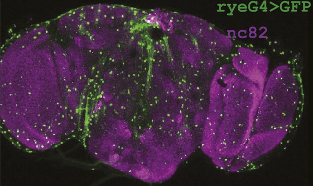 Redeye expression pattern (taken from Figure 4 of the original publication).