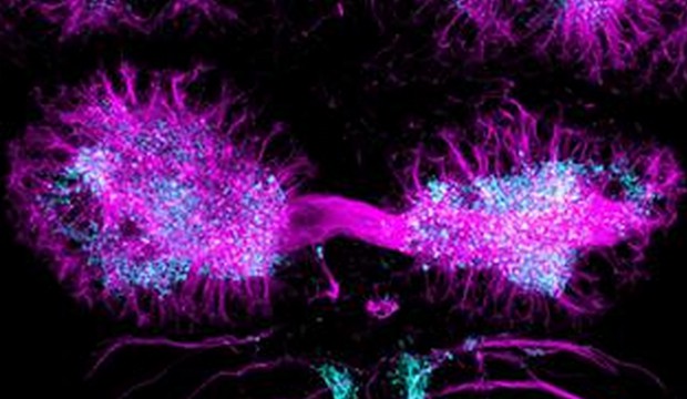 An image of the left and right sided habenular nuclei of larval zebrafish showing left/right structural asymmetries in the processes of neurons (pink) and their connections (blue). Credit: Ana Faro, Tom Hawkins, Steve Wilson (UCL).
