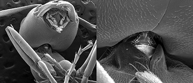 Micro-CT scans of an Allegheny mound ant. Engineers studied the ant's neck region, shown in more detail to the right (Ohio State University).