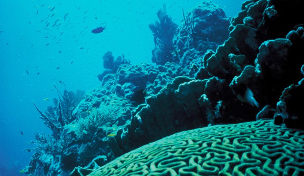 Coral reef (Wikimedia Commons).