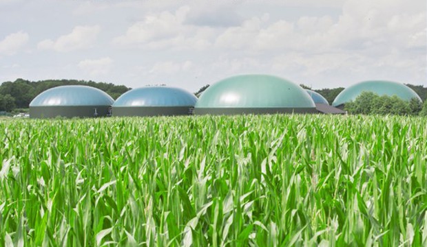 Applied Bioenergy (De Gruyter Open).