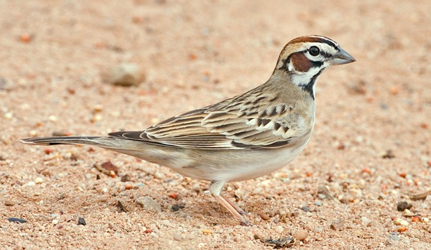 Lark sparrow (Wikipedia).