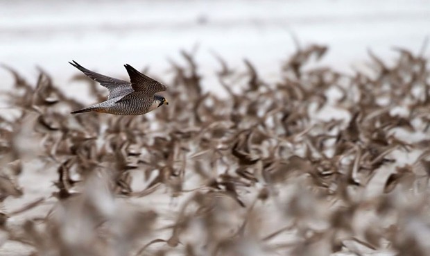 Peregrine hunting, Animal Migration (De Gruyter Open).
