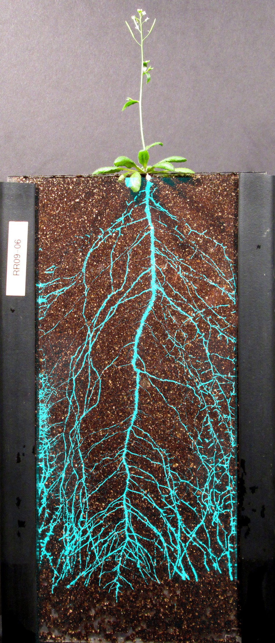 Firefly protein enables visualization of roots in soil