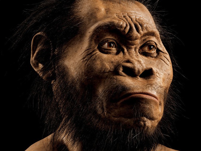 A reconstruction of Homo naledi’s head by paleoartist John Gurche, who spent some 700 hours recreating the head from bone scans (from the October issue of National Geographic magazine; Mark Thiessen/National Geographic).