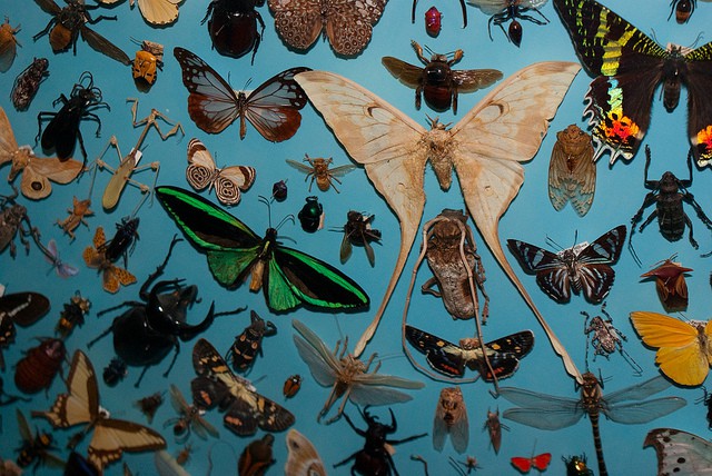 Insects (Lukas, Flickr).