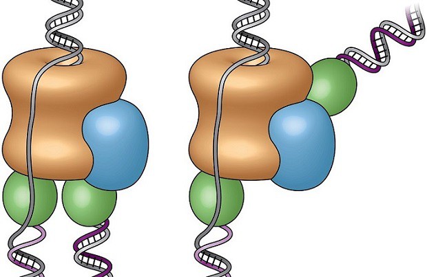 Cartoons of the old "textbook" view of replisome, left, and the new view according to the study, right. Image via Brookhaven National Laboratory.