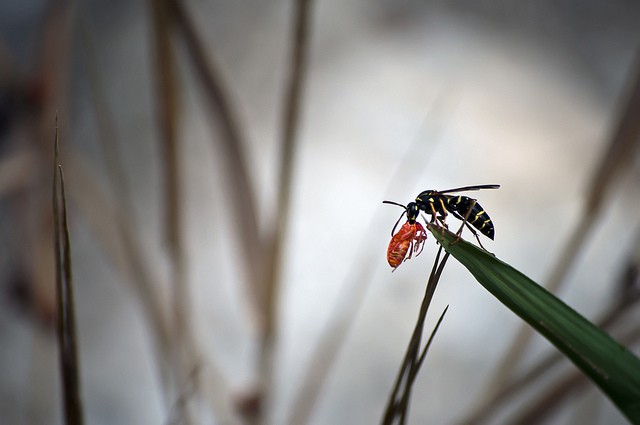 Peckish Wasp! - Wasp Eating Aphid (Jonathan Fenton, Flickr).