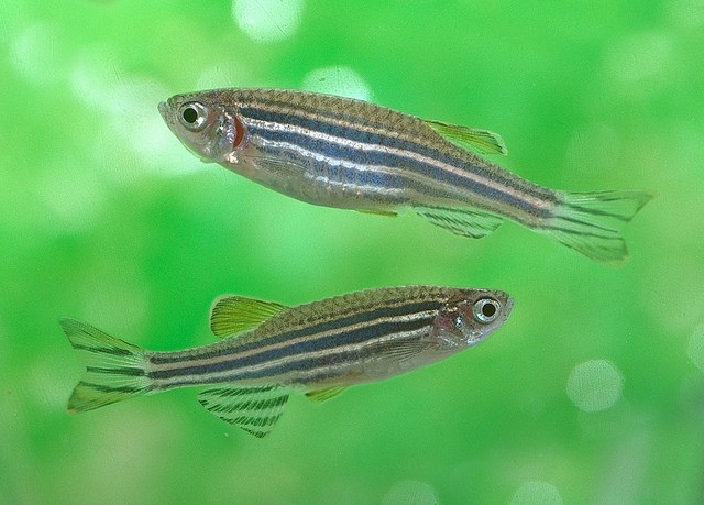 Zebrafish (Diano rerio), (Tohru Murakami, Flickr).