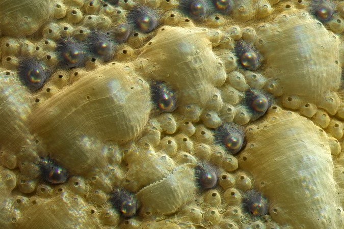 MIT-Transparent-Armor-1.jpg