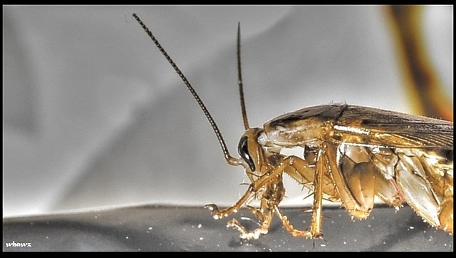 Moscow Tarakan (cockroach) (Wan Hasifi Amin, Flickr).