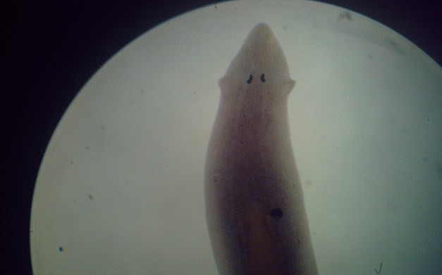 Planaria (Rodrigo Diaz Lupanow, Flickr).
