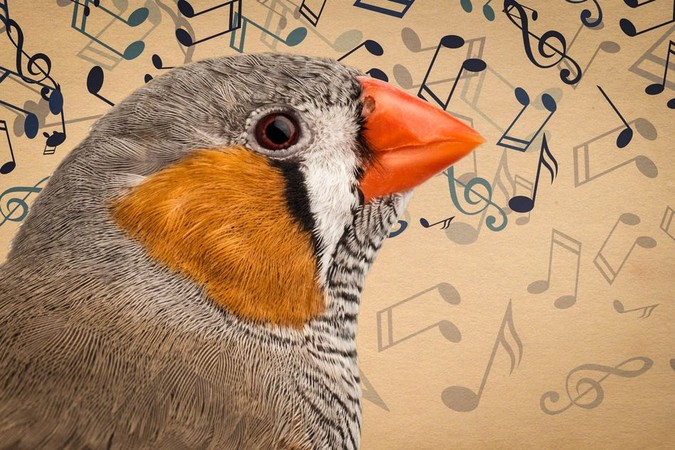 MIT-BirdSong.jpg