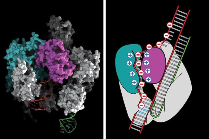 MIT-Crispr.jpg
