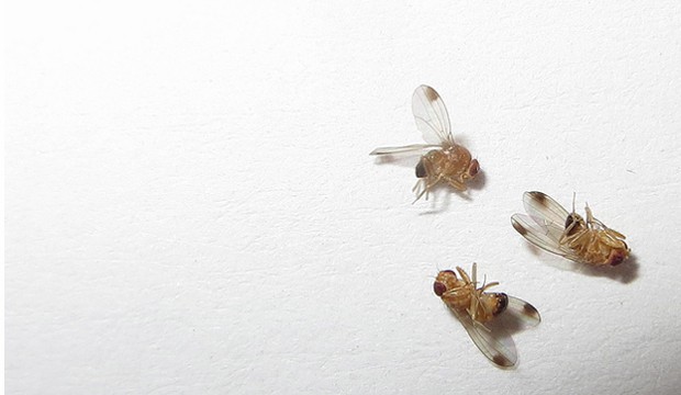 drosophila-edit.jpg