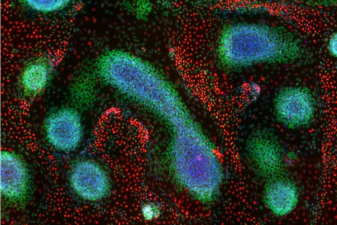 MIT-programmable-organoids-1.jpg