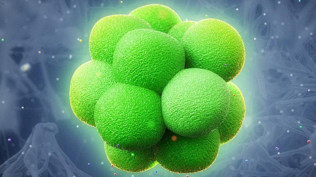 stemcells.jpg