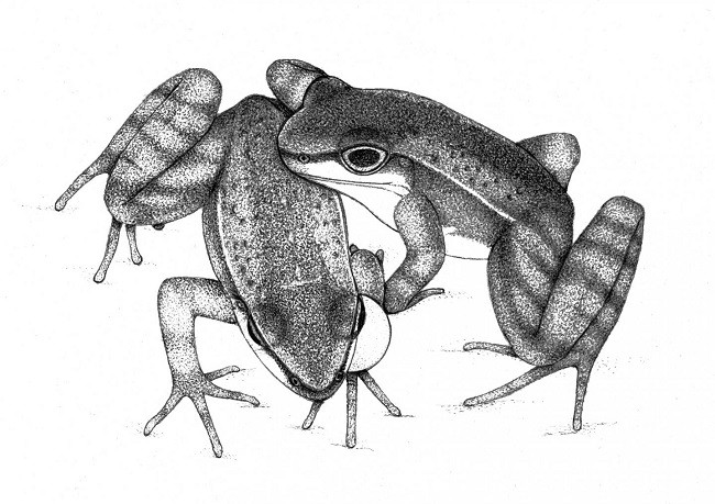 frogs.jpg